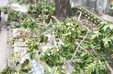 颱風過後應清積水嚴防登革熱(圖)