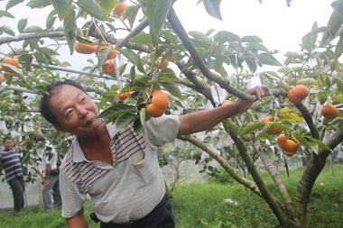 檳榔大王朱國興改種甜柿名揚海外(圖)