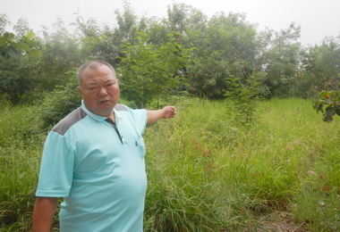 大里溪雜草叢生張滄沂：速砍除(圖)