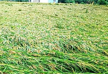 杜鵑颱風農災農委會專案補助(圖)