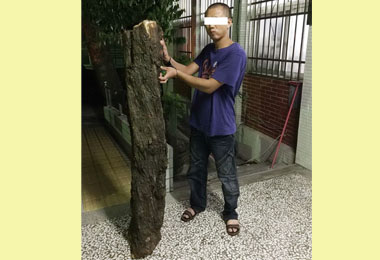 祖墳龍柏遭竊警循線逮獲毒鴛鴦竊嫌(圖)