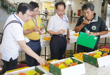 中市優質甜柿評鑑出爐張巧蓉奪冠(圖)