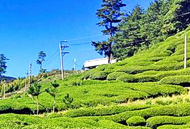 砍最高海拔茶園縣府：放尊重點(圖)