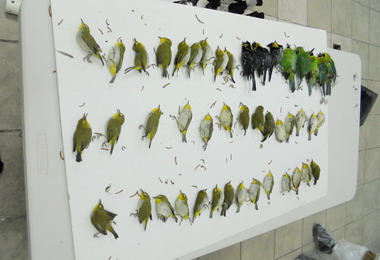 高雄關查獲來自疫區走私活體禽鳥(圖)