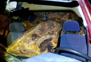 山老鼠摸黑運林木遇警拒停闖關逃逸(圖)