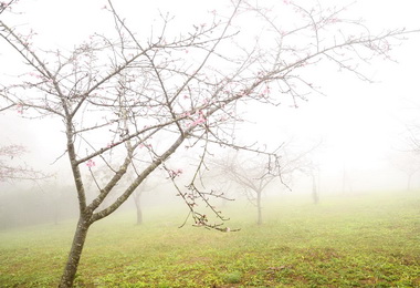 河津櫻盛開 小半天新年好去處(圖)