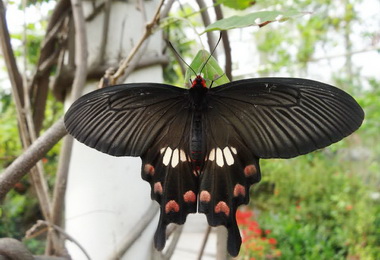 福蝶生態藝術冬令營開放網路報名(圖)