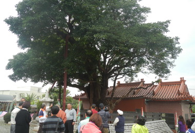 「樹王公」盼建聯外道路改造成觀光景點(圖)