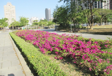 遊山玩水賞花趣「雄」讚這時準(圖)