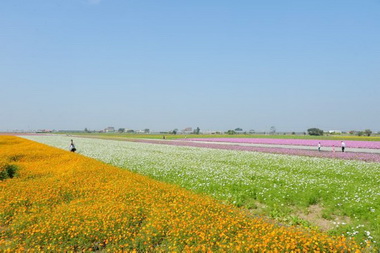 綠肥巧思拼觀光莿桐花海節登場(圖)