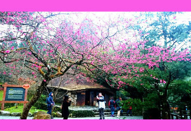 九族等到櫻花開 推優惠吸客(圖)
