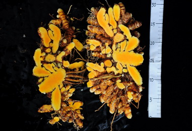 農試所育成優質薑黃新品(圖)