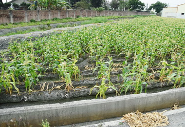 農試所研治玉米褪綠斑駁病毒將增加農民收益(圖)