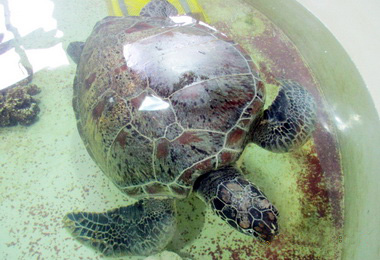 東沙倖存綠蠵龜狀況不佳轉送海生館治療(圖)