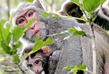 野．臺．WILD TAIWAN特展20日精彩展出(圖)