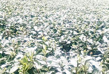 冷氣團將來襲？ 縣府：農民嚴防寒害(圖)