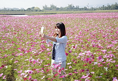 內轆蕃茄與波斯菊 進入盛況(圖)