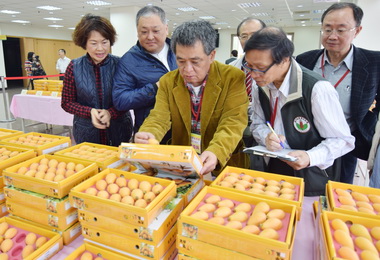 太平枇杷評鑑柯聰明‧沈阿香奪第一(圖)