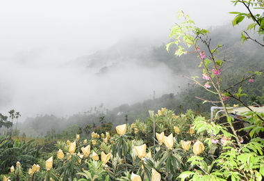 枇杷盛產 太平景緻優美(圖)
