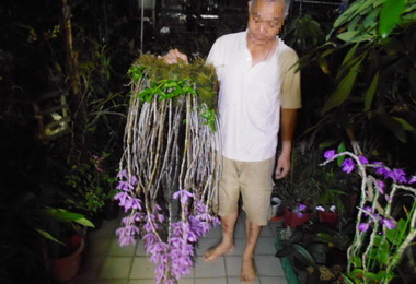 穿雨衣偽裝工作偷蘭花仍被逮(圖)