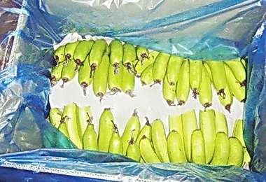 集集山蕉將在日本展售(圖)