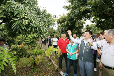 荔枝災損嚴重林佳龍：從優補助(圖)