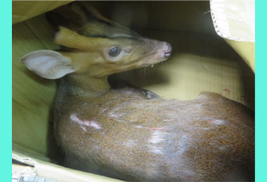 壽山保育類山羌遭流浪犬圍攻 搶救仍不治(圖)