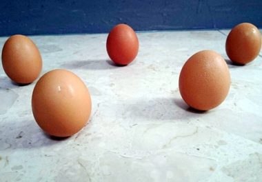 民眾端午立蛋成功率大(圖)