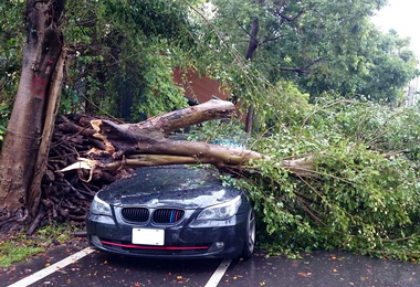 集集路樹壓毀名車 陳紀衡：進行修剪(圖)