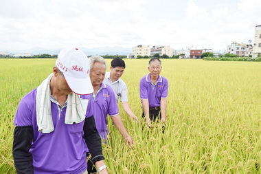 霧峰香米採自然農法栽植稻穗結實纍纍(圖)