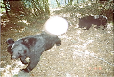 黑熊出沒 玉管處：請提高警覺(圖)