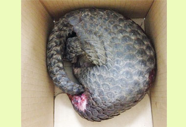 穿山甲寶寶受傷警車護送救治(圖)