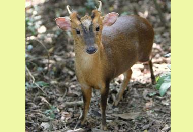 壽山邀民眾一起守護山羌(圖)
