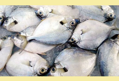 短棘鰏復育與放流成功育成5萬尾魚苗(圖)