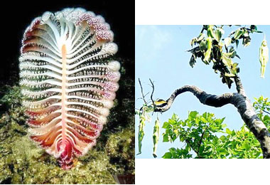 一朵謠言滿天飛的立春花(圖)