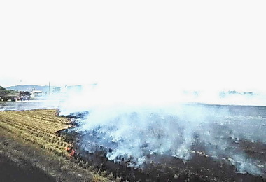 環保局：水稻收割勿露天焚燒(圖)
