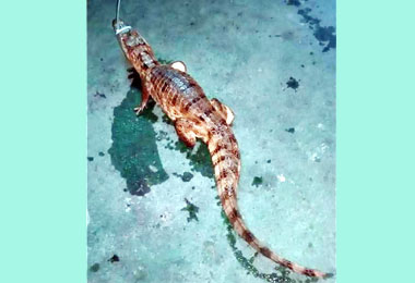 霧峰北豐路旁農田驚現鱷魚(圖)