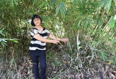 創先例賴素鈴平地復育皇帝筍成功(圖)