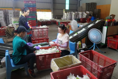 農事服務團招募開跑(圖)