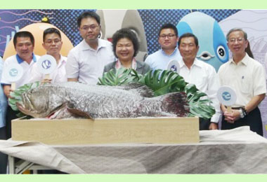 市府與台鋁合作首創石斑魚全型態銷售通路(圖)