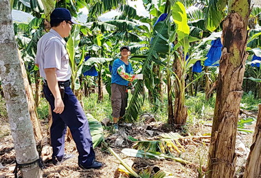 災後香蕉價上揚 警方巡邏護蕉(圖)