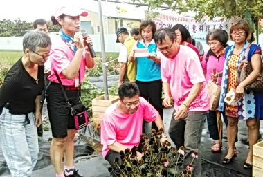 霧峰六股社區推出紫錐花料理(圖)