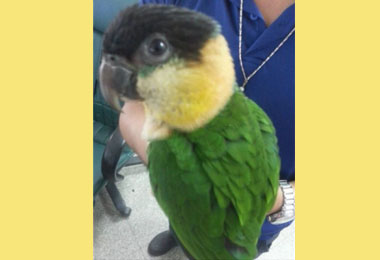 警方助民眾找回調皮鸚鵡阿波(圖)
