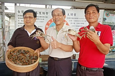 大閘蟹鮮甜味美林文彬：歡迎到虎尾(圖)