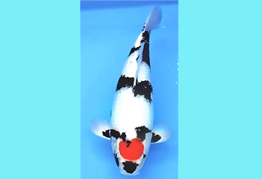 錦鯉文化節 10日會展中心啟動(圖)