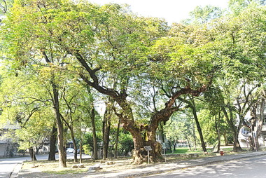 300歲老茄苳 逐漸遭人遺忘(圖)