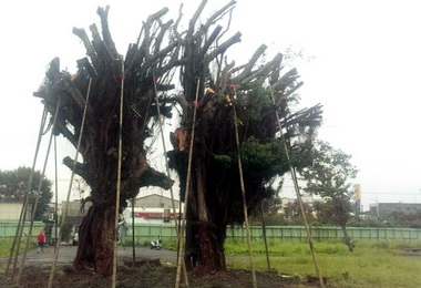 建設局移植傾倒夫妻樹保存清水在地記憶(圖)