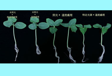 助種苗產業發展農試所提供種苗生產技術(圖)
