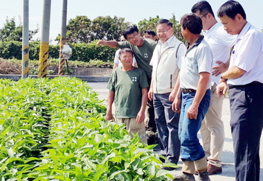 搶救受災損大豆大肚區十二月採收(圖)