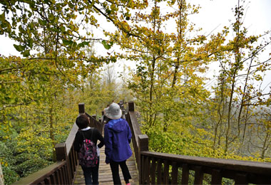 鹿谷銀杏森林 景觀工程緊密施工(圖)